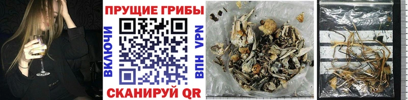 блэк спрут как войти  Белинский  Галлюциногенные грибы Magic Shrooms  наркошоп 